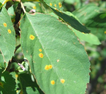 Figure 2 apple dd .jpg